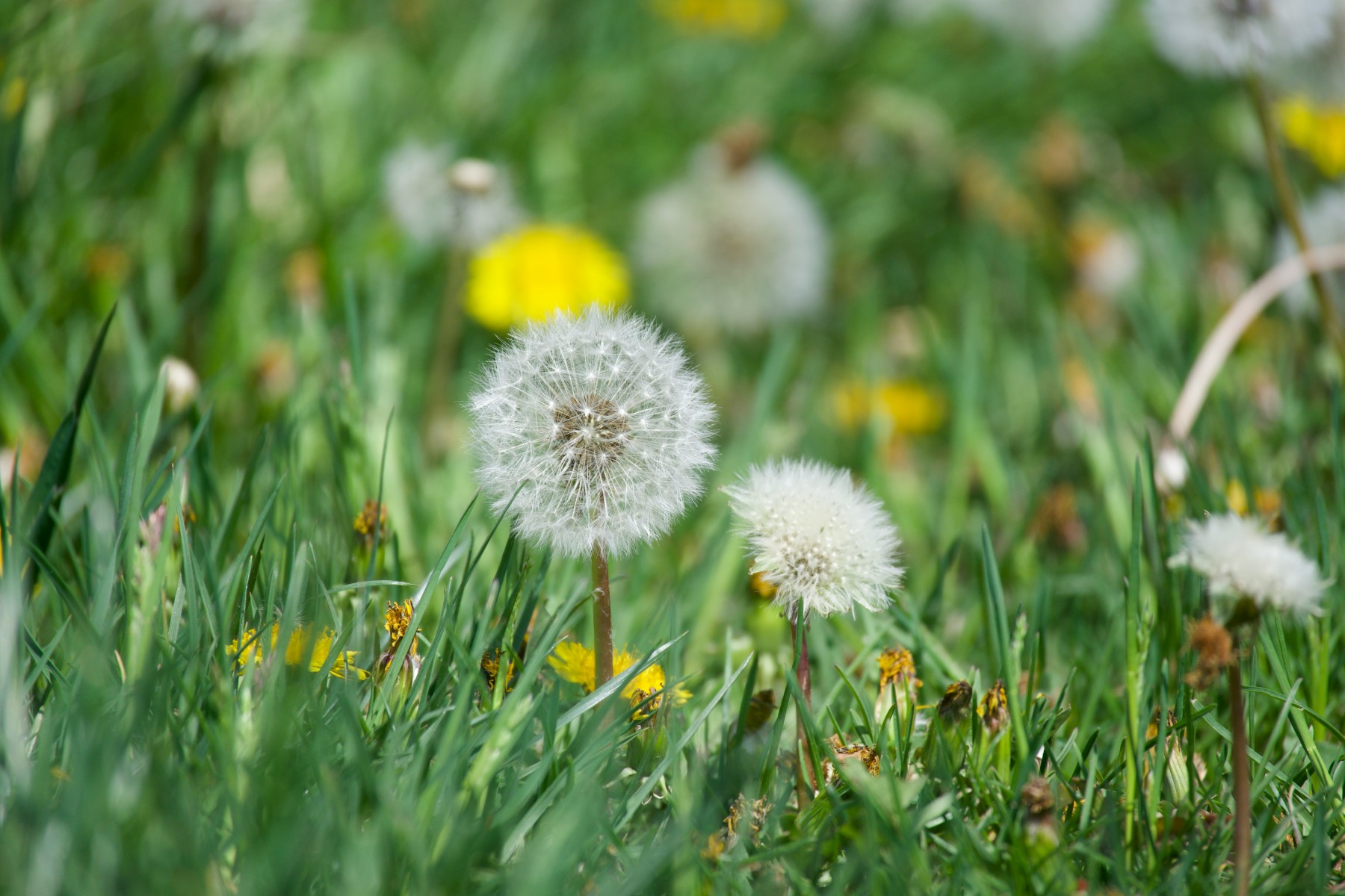 Photo by Amin Zabardast from Unsplash